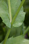 Clasping coneflower